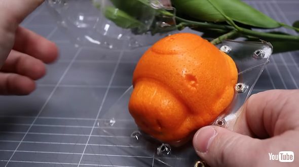 キノコ形のオレンジ