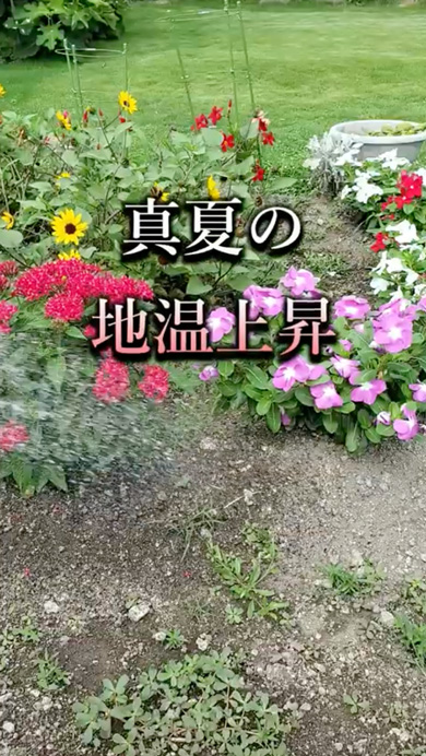 井戸水と水道水の温度の比較