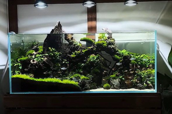 120センチ水槽を立ち上げて2カ月後