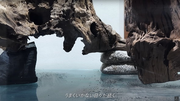 120センチ水槽を立ち上げて2カ月後