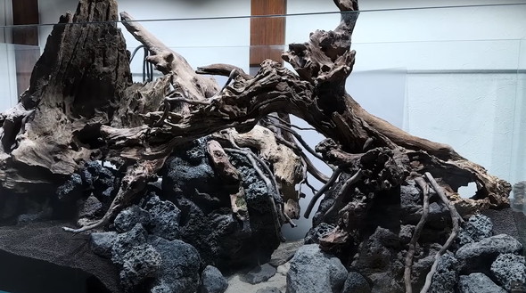 120センチ水槽を立ち上げて2カ月後