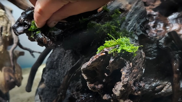 120センチ水槽を立ち上げて2カ月後