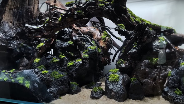 120センチ水槽を立ち上げて2カ月後