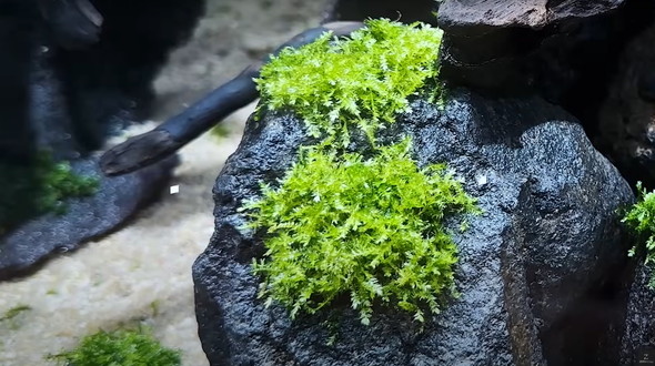 120センチ水槽を立ち上げて2カ月後