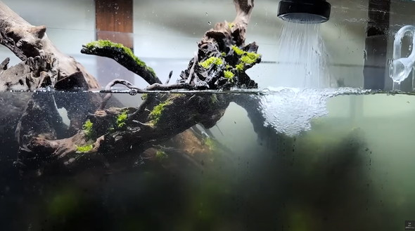 120センチ水槽を立ち上げて2カ月後