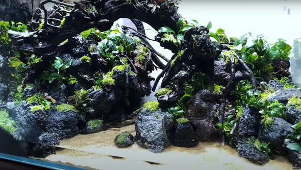 120センチ水槽を立ち上げて2カ月後