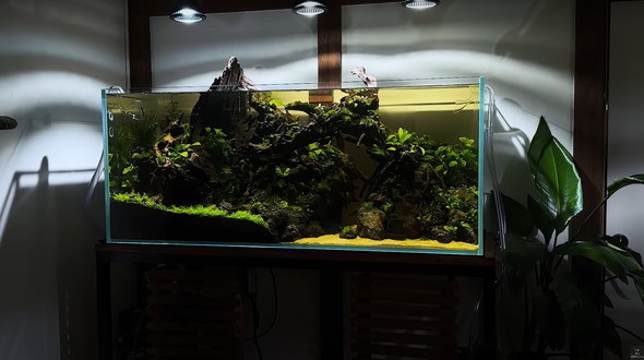 120センチ水槽を立ち上げて2カ月後