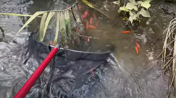 金魚捕獲と調理