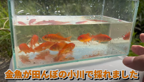 金魚捕獲と調理