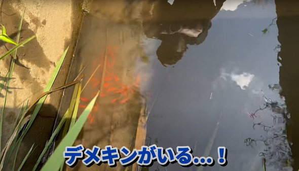 金魚捕獲と調理