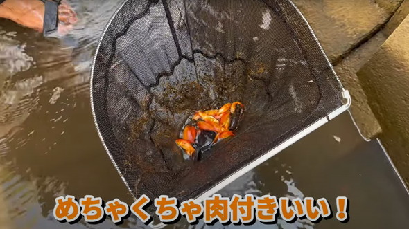 金魚捕獲と調理