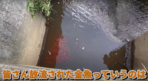 金魚捕獲と調理