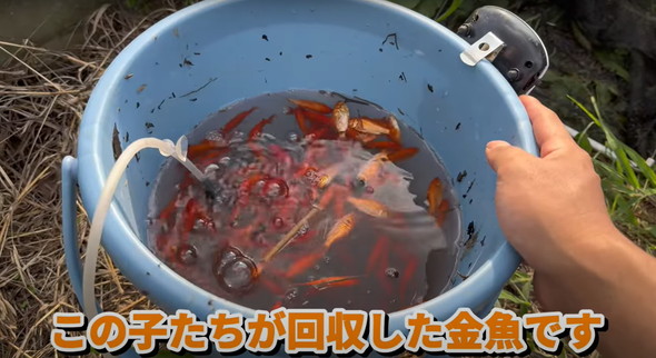 金魚捕獲と調理