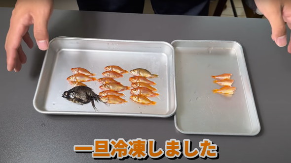 金魚捕獲と調理