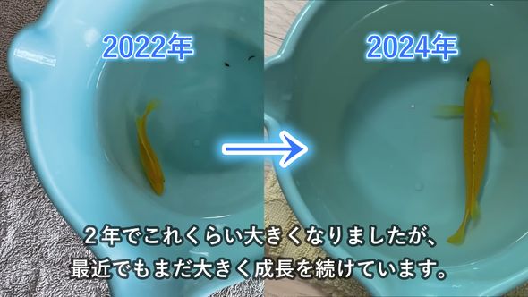 息子が連れてきた熱帯魚のアフリカンシクリッド