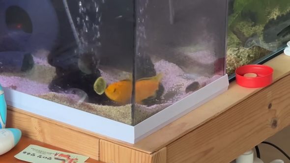 娘が与えたビーズを持ち上げては落とす行動を繰り返す熱帯魚のアフリカンシクリッド