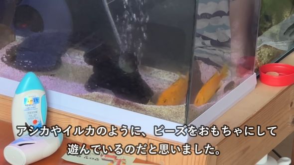 娘が与えたビーズを持ち上げては落とす行動を繰り返す熱帯魚のアフリカンシクリッド