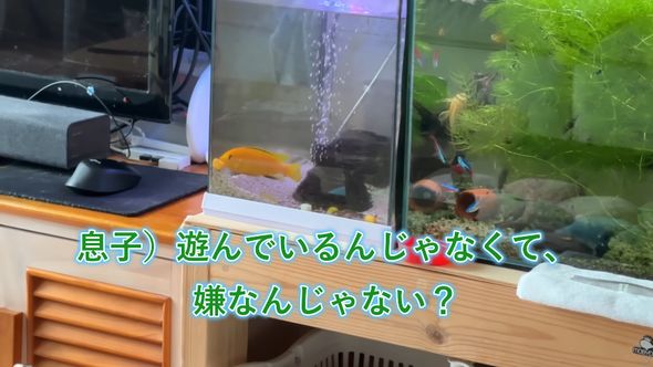 アフリカンシクリッドがビーズを嫌がっているのではないかと推測する息子