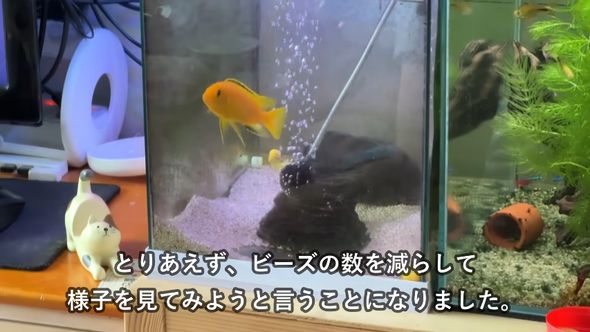 ビーズの数を減らしてアフリカンシクリッドの反応を観察することにした