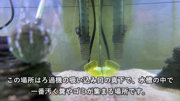 アフリカンシクリッドの水槽の一角に集積されているビーズ