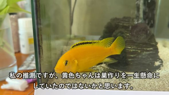 アフリカンシクリッドは巣作りのためにビーズを動かしていたのではと推測する投稿者