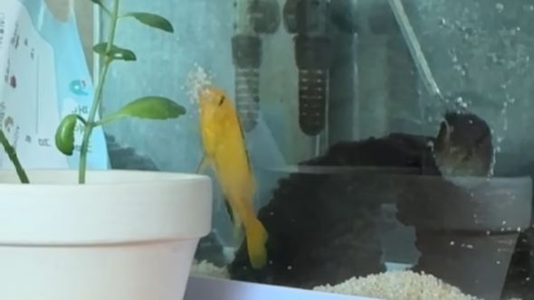 巣作りのために砂を口内に入れて運ぶアフリカンシクリッド