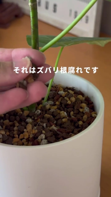 観葉植物を枯らさない方法