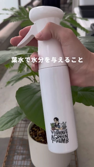 観葉植物を枯らさない方法