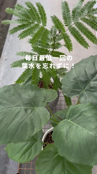 観葉植物を枯らさない方法