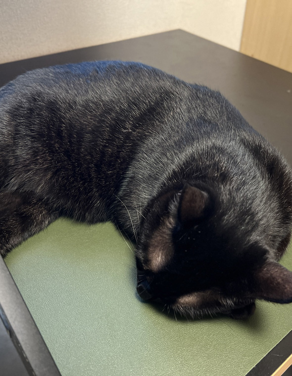 マウスパッドの上で寝る猫