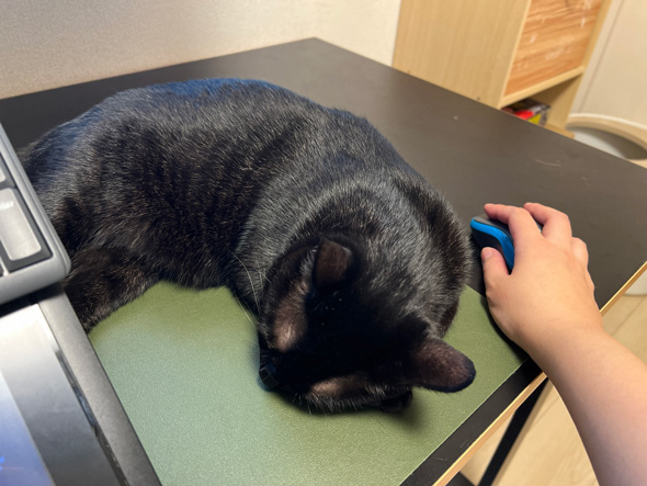 マウスパッドの上で寝る猫