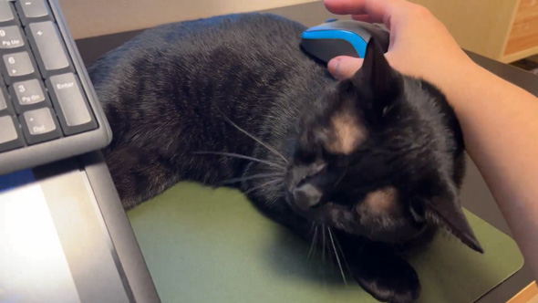 マウスパッドの上で寝る猫