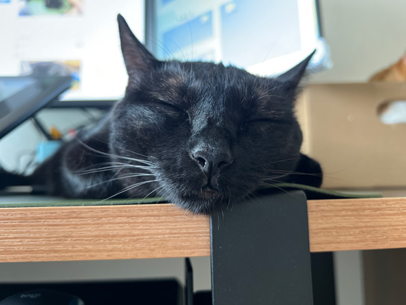 マウスパッドの上で寝る猫