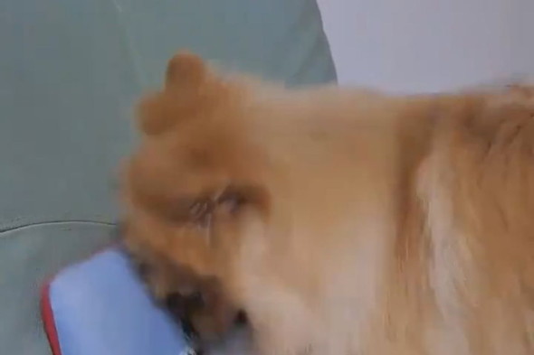 クッションに向かって掘り掘りするポメラニアンのワンコ