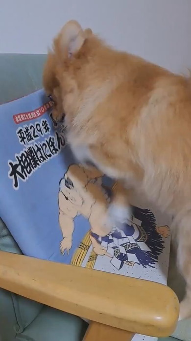 クッションに向かって掘り掘りするポメラニアンのワンコ