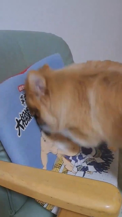 クッションに向かって掘り掘りするポメラニアンのワンコ