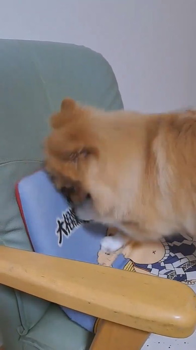 クッションに向かって掘り掘りするポメラニアンのワンコ