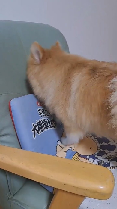 クッションに向かって掘り掘りするポメラニアンのワンコ