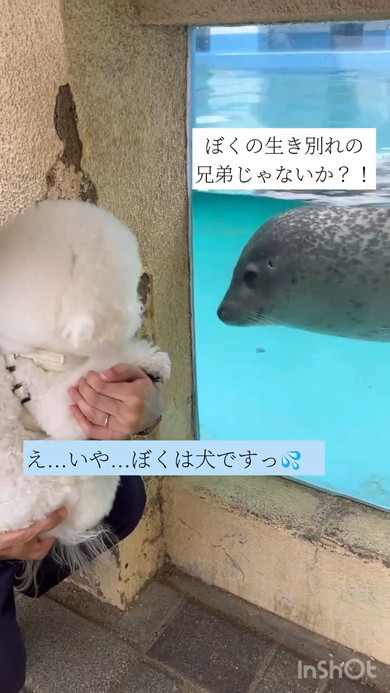 ワンコを見ているアザラシさん