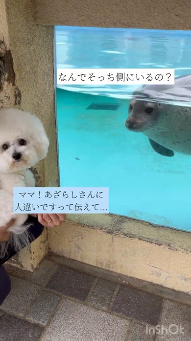 ワンコを見ているアザラシさん