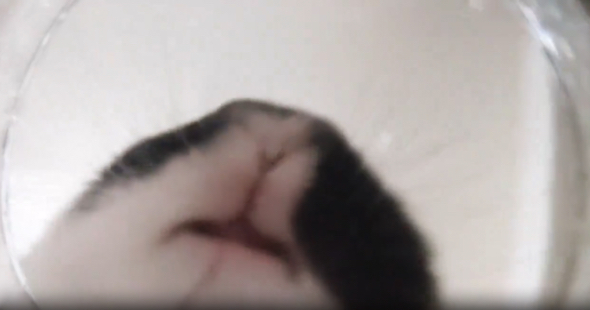 うさぎが水を飲む瞬間を、下から撮影した動画