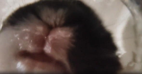 水を吸うようにゴクゴク飲むうさぎ