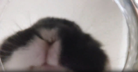 水を味わううさぎ