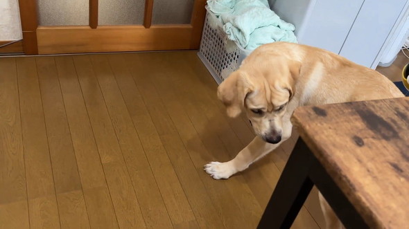 しわが寄った犬