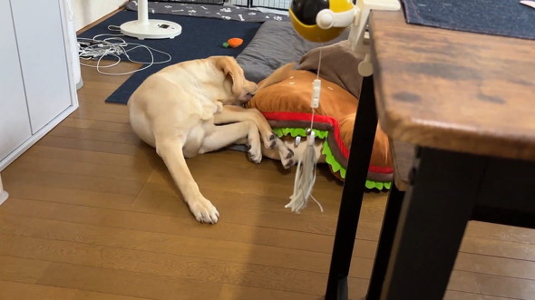 しっぽを噛んだ犬