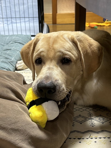 ぬいぐるみをくわえた犬