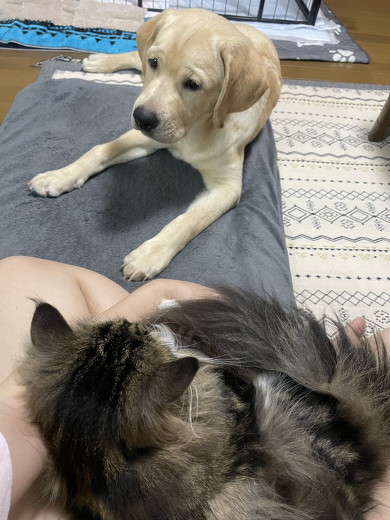 座った犬と猫