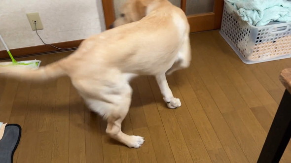回る犬