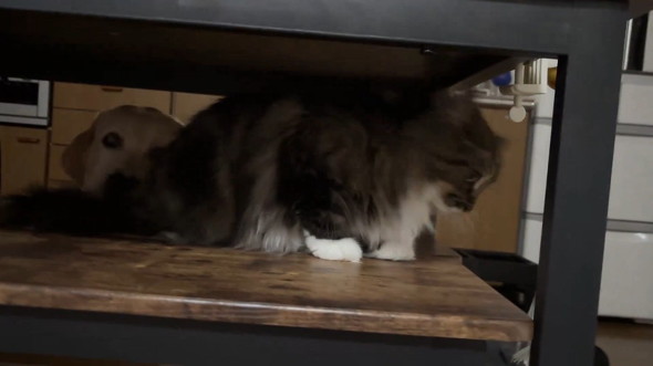 しっぽを見る犬