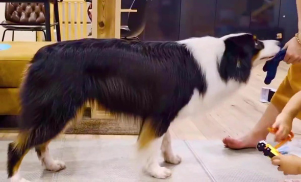 オーストラリアンシェパード